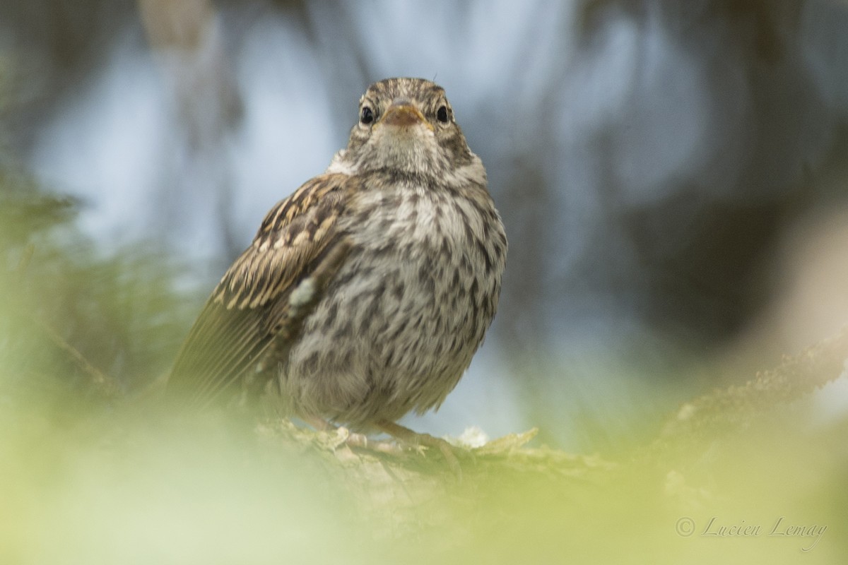 Chipping Sparrow - ML165848921