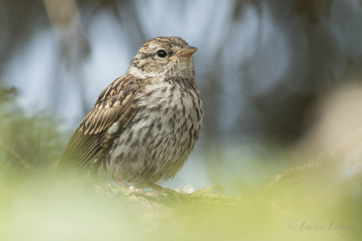 Chipping Sparrow - ML165848931