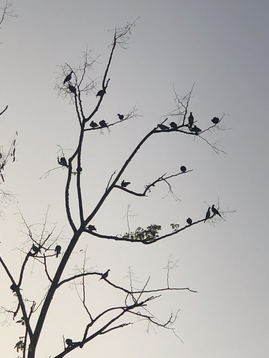 White-winged Dove - Jorge A. Baez-Jimenez