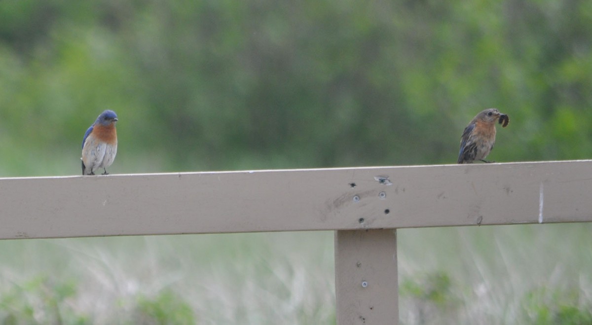 Eastern Bluebird - Andrew Wagstaff