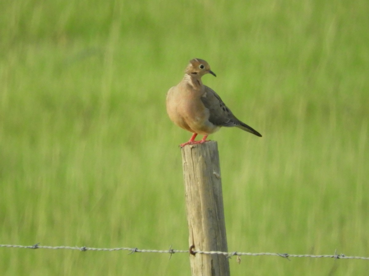 Eurasian Collared-Dove - ML165851121