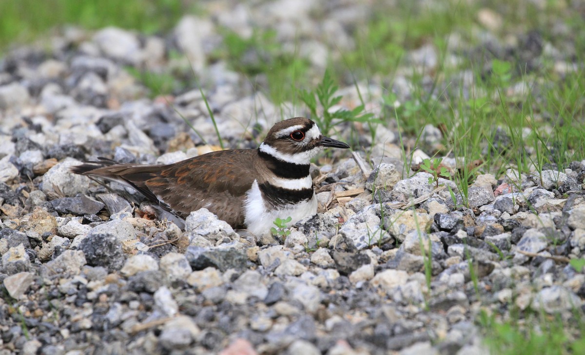 Killdeer - ML165853341