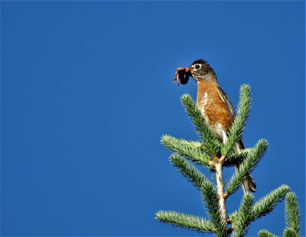 American Robin - Kevin Topping