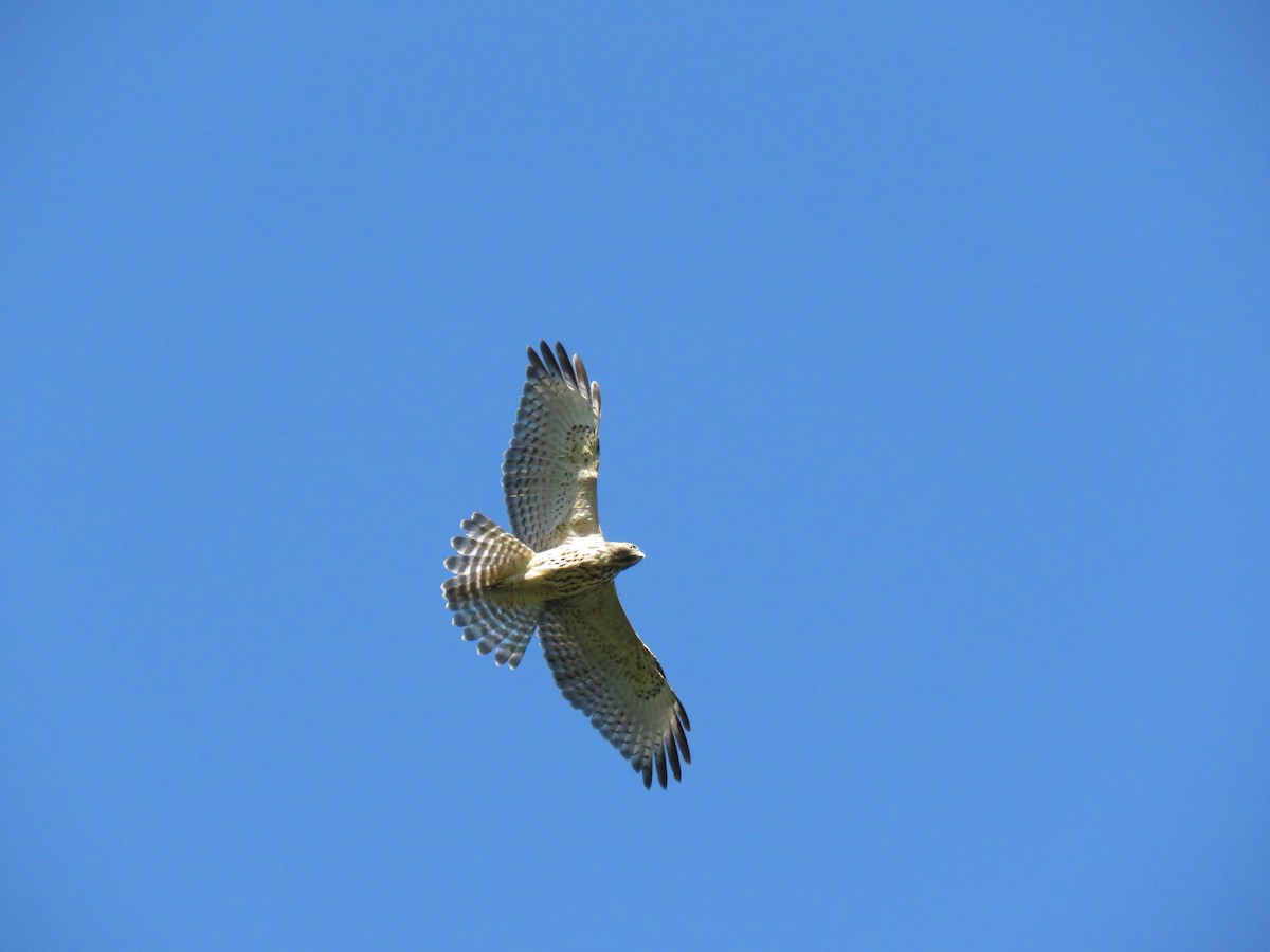 Red-shouldered Hawk - ML165853681