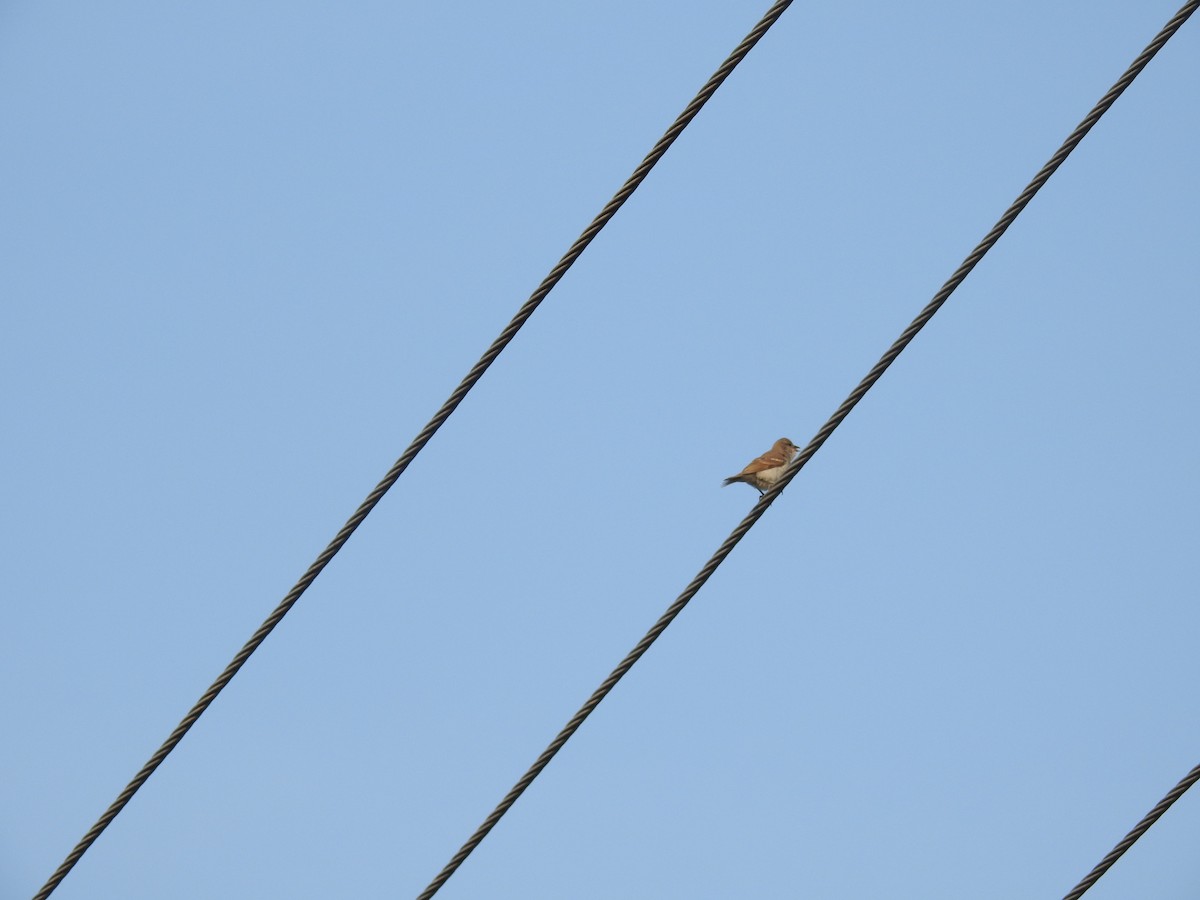 Yellow-throated Sparrow - ML165860421