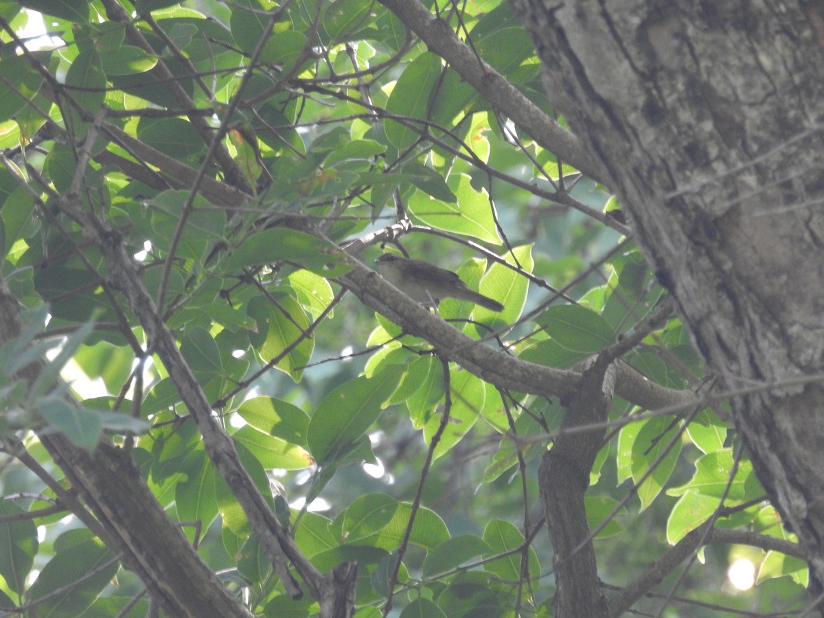 Pale-footed Bush Warbler - ML165860741