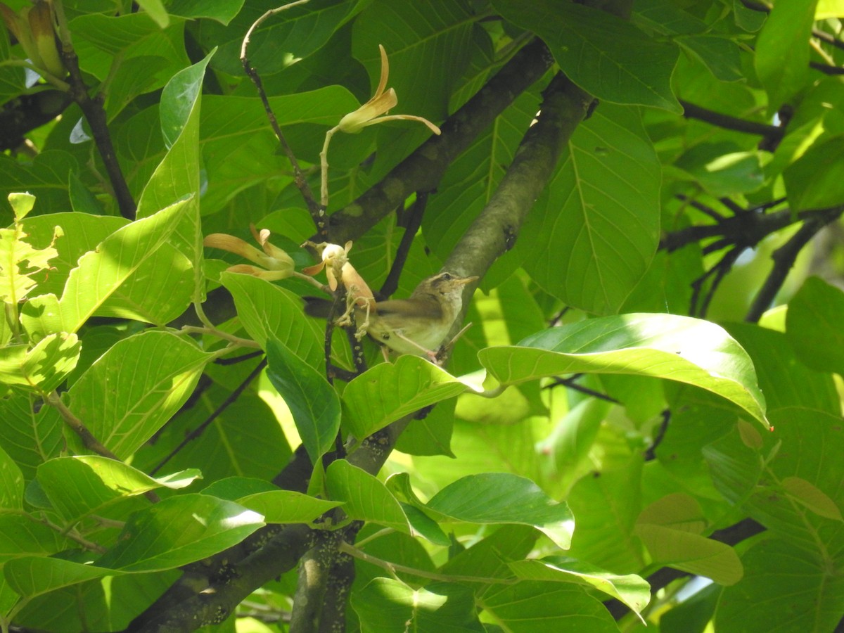 Pale-footed Bush Warbler - ML165860761