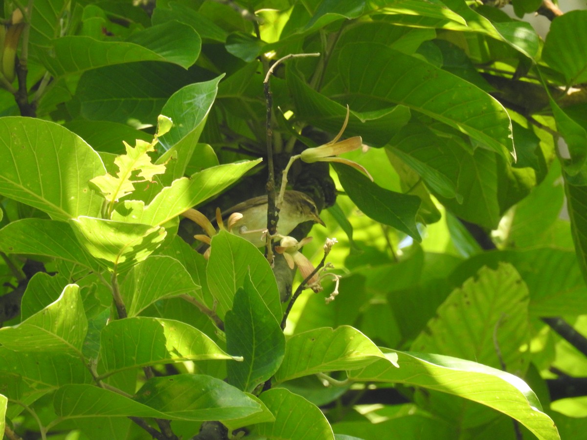 Pale-footed Bush Warbler - ML165860771