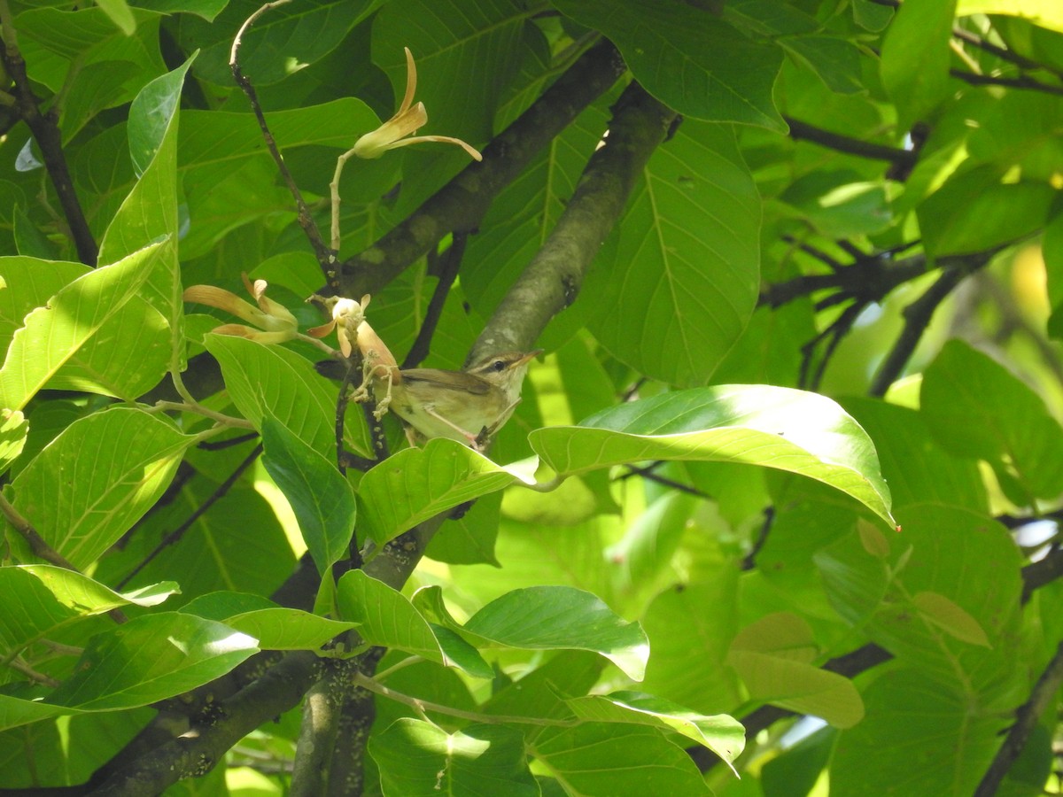 Pale-footed Bush Warbler - ML165860781