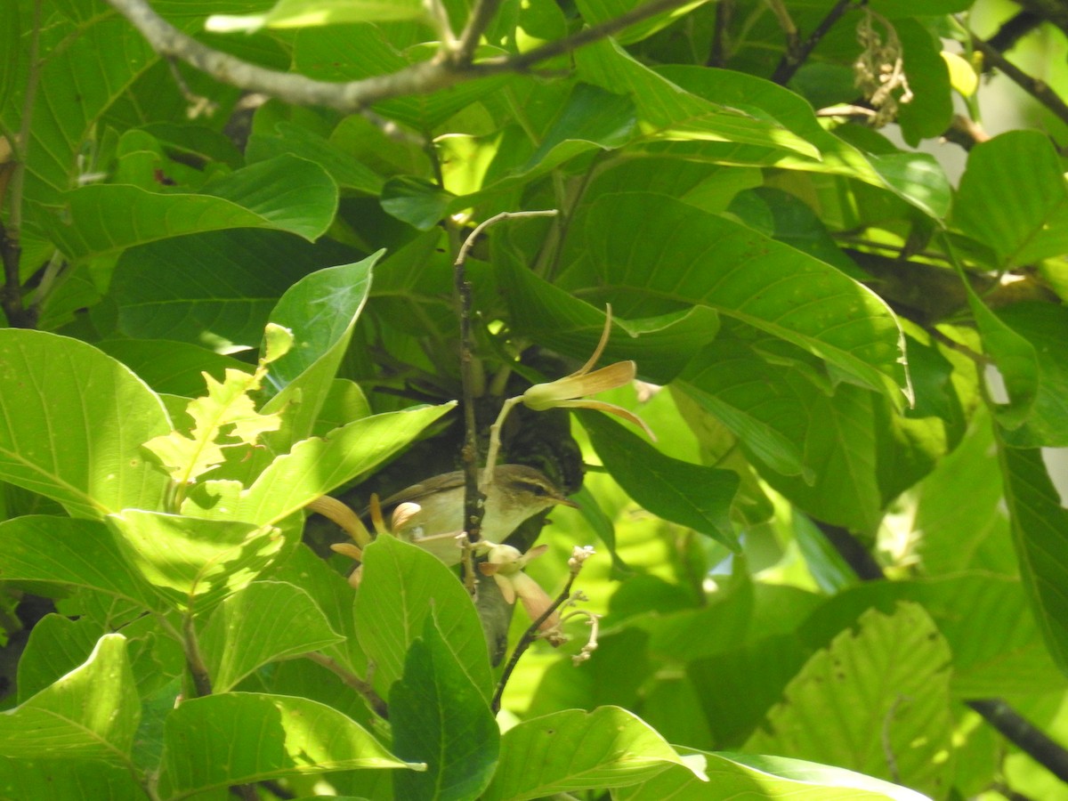 Pale-footed Bush Warbler - ML165860791