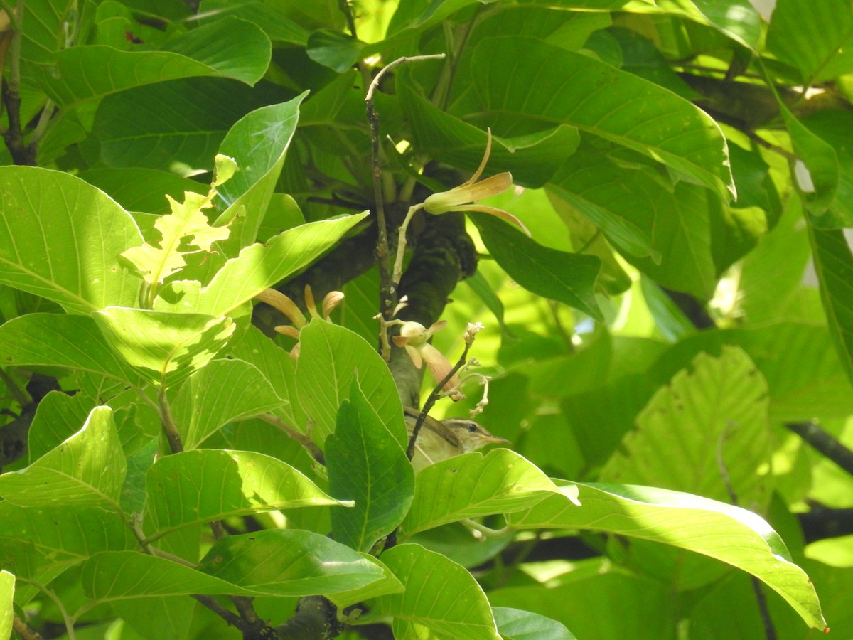 Pale-footed Bush Warbler - ML165860841