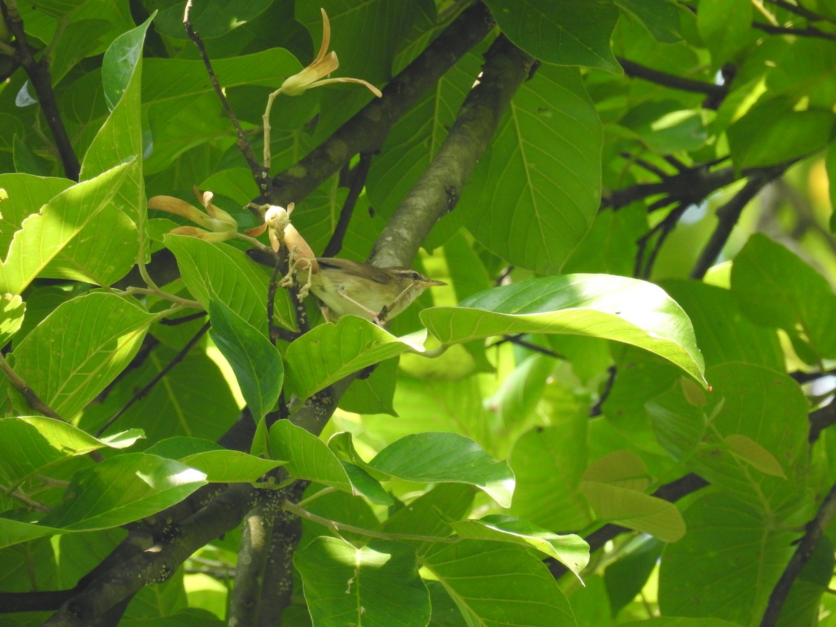 Pale-footed Bush Warbler - ML165860871