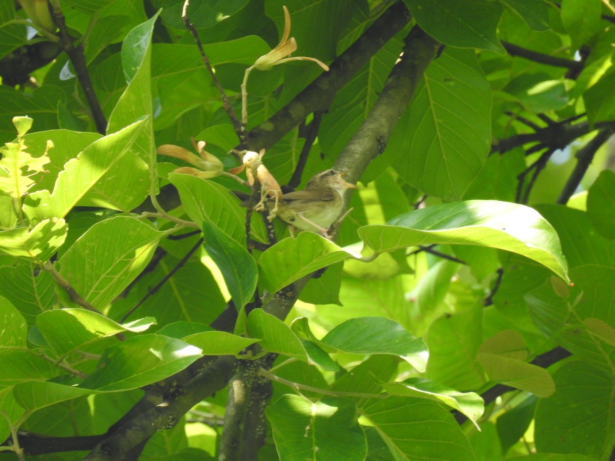 Pale-footed Bush Warbler - ML165860891