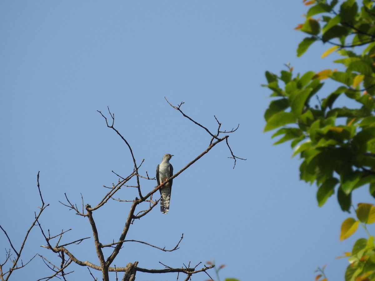 Common Cuckoo - Ashwin Viswanathan
