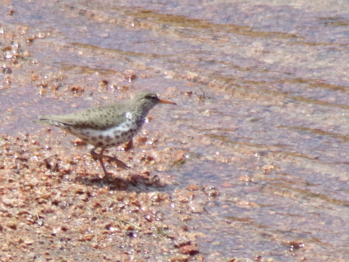 Spotted Sandpiper - ML165861331