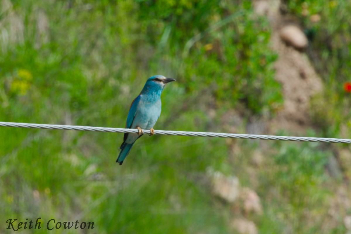 European Roller - ML165863891