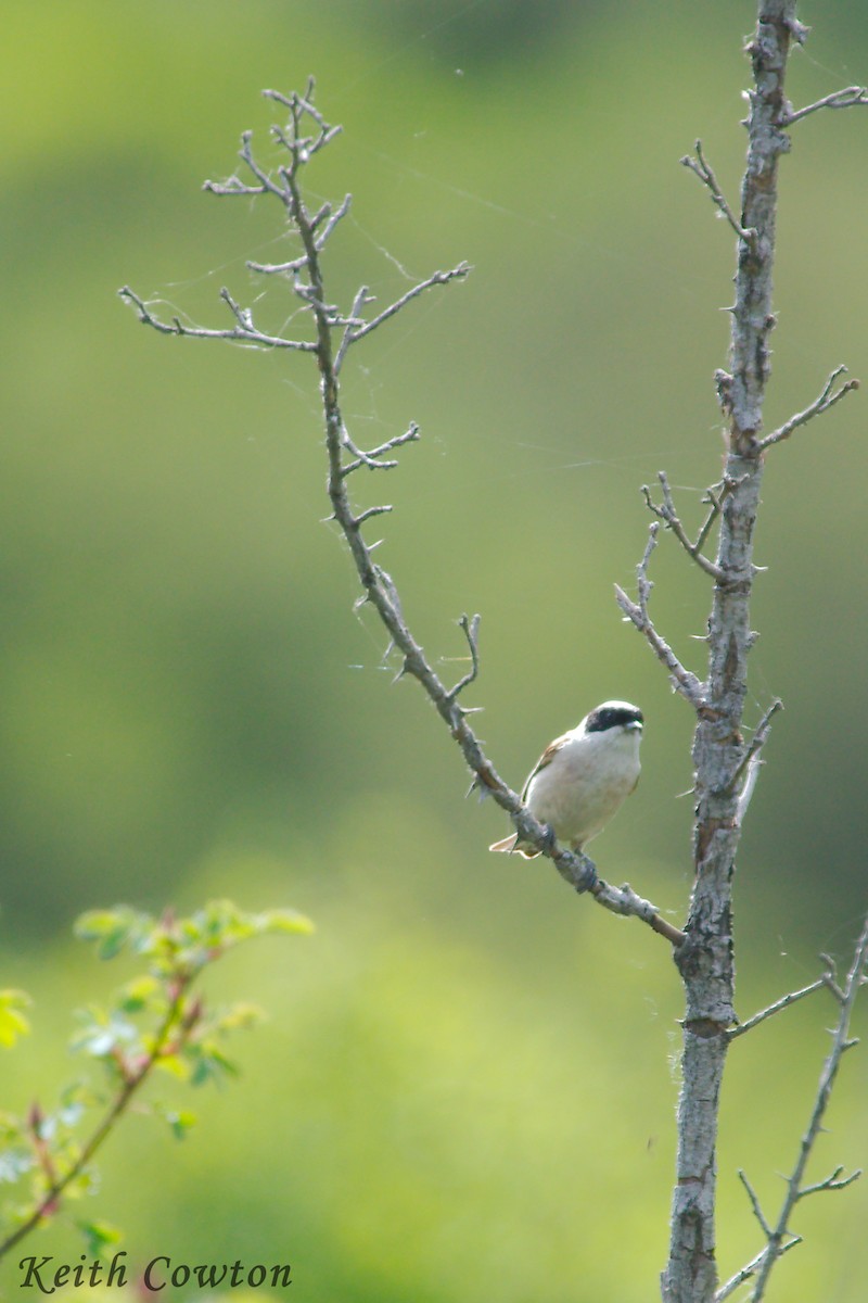 White-crowned Penduline-Tit - ML165864021