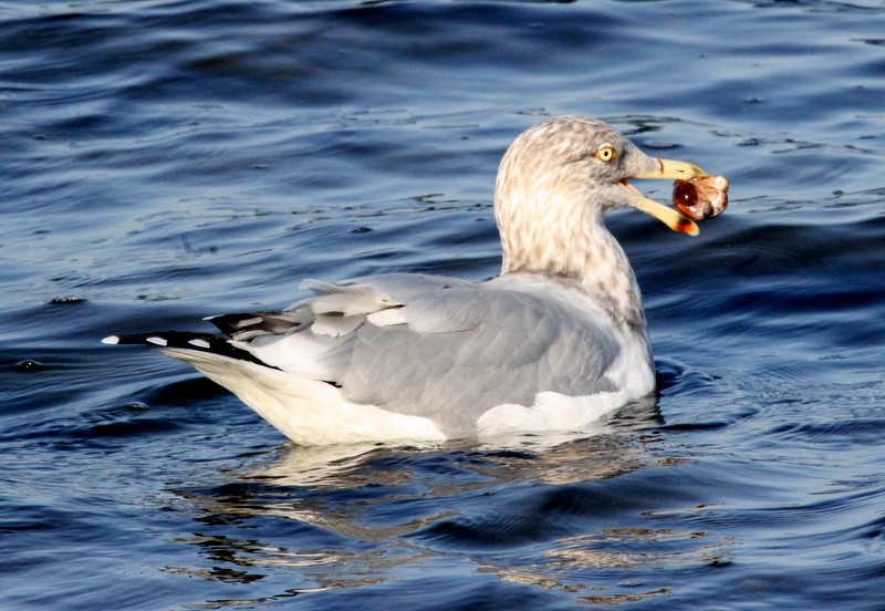 American Herring Gull - ML165864441