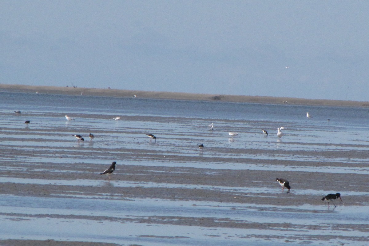 Eurasian Oystercatcher - ML165865051