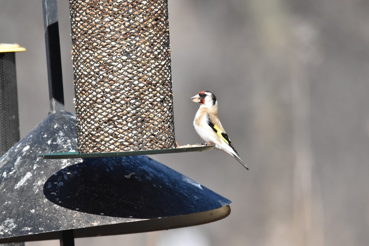 European Goldfinch - ML165868551
