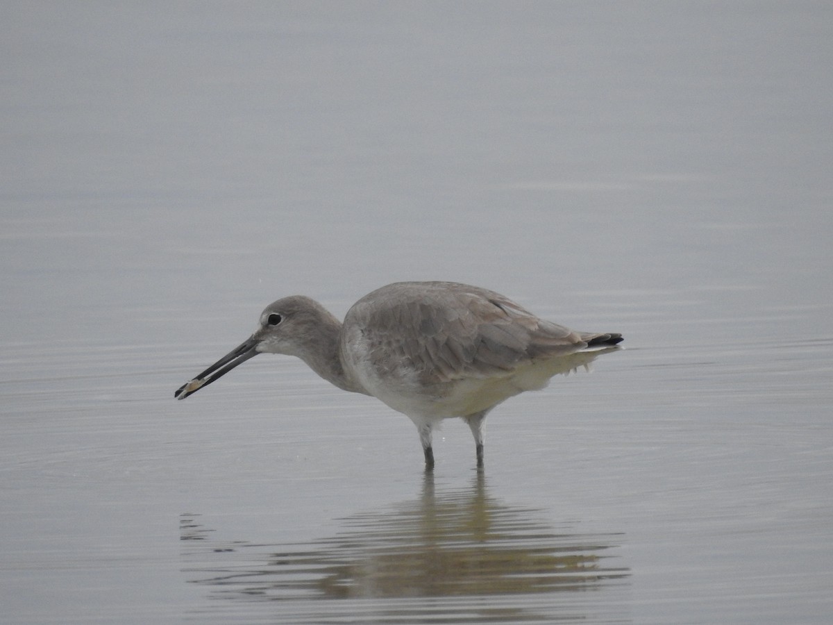 Willet - ML165870081