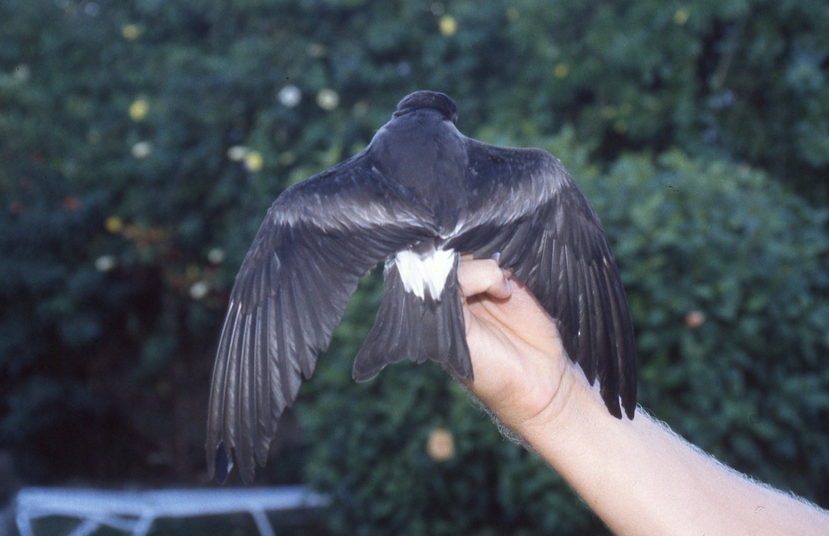 Leach's Storm-Petrel - ML165872651