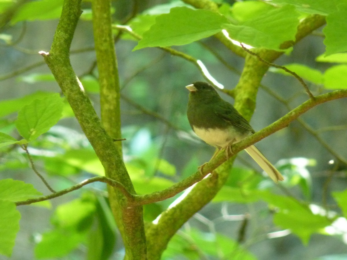 Dark-eyed Junco - ML165875351