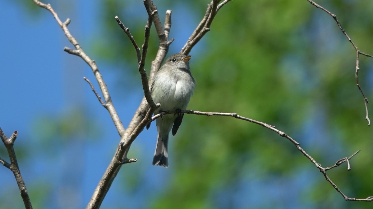 Least Flycatcher - ML165876011