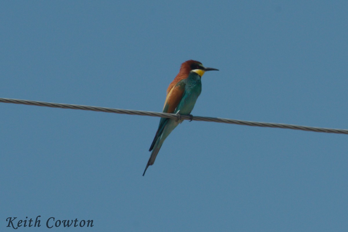 European Bee-eater - ML165876041