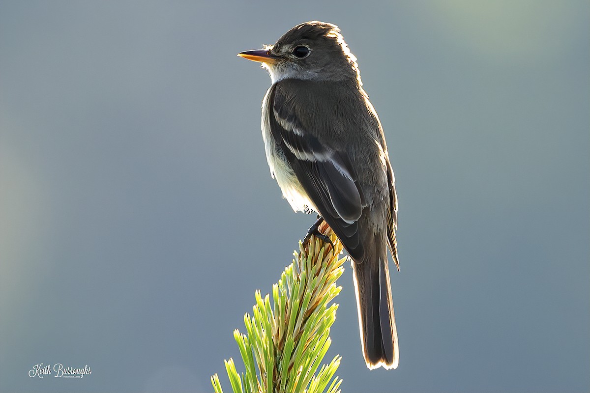 Willow Flycatcher (Eastern) - ML165877191