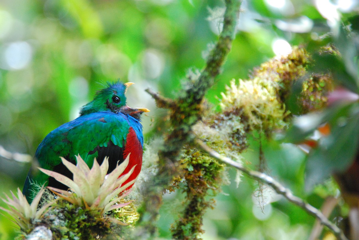 Resplendent Quetzal - ML165877581