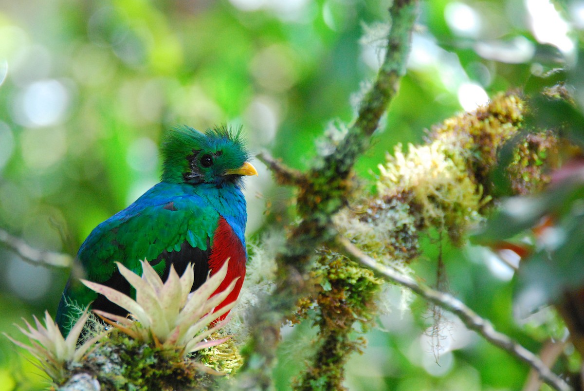 Resplendent Quetzal - ML165877591