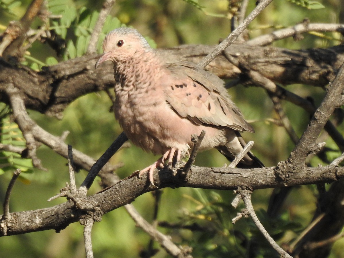 Common Ground Dove - Bill Ypsilantis
