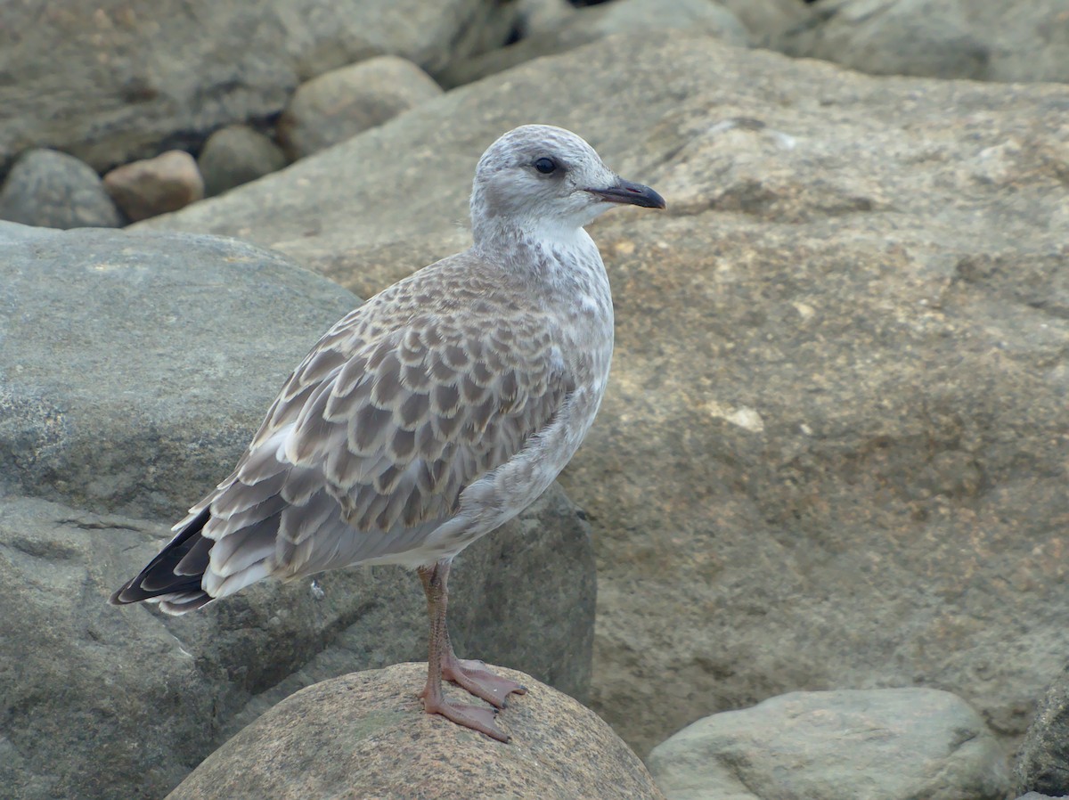 Common Gull (European) - ML165878771