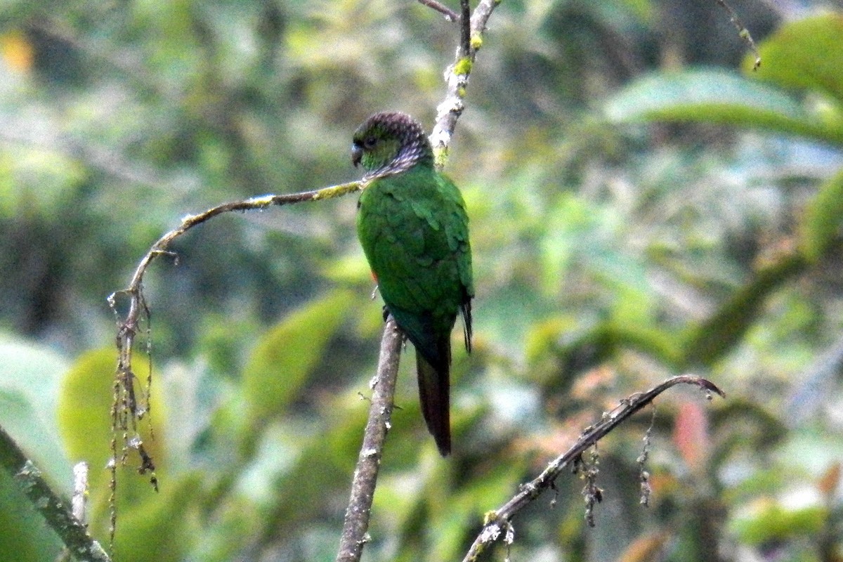 Maroon-tailed Parakeet - ML165879271