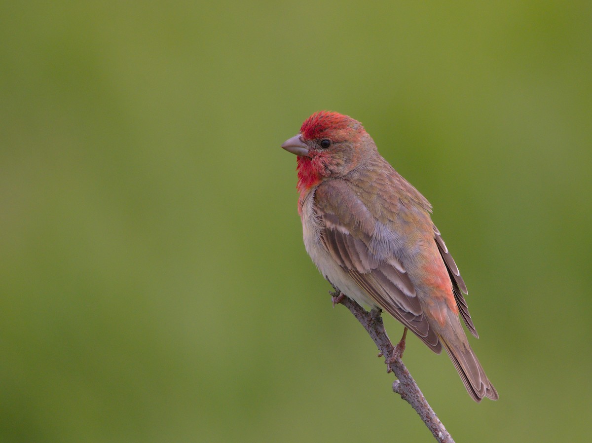 Common Rosefinch - Will Morris