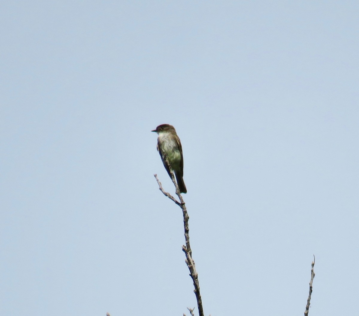 Eastern Phoebe - ML165881631