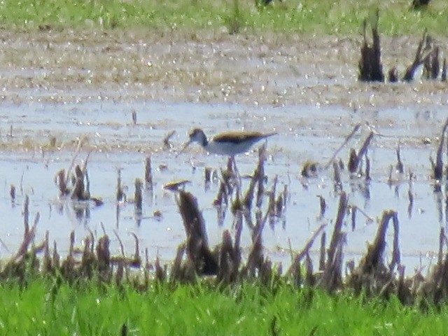 Black-necked Stilt - ML165881671