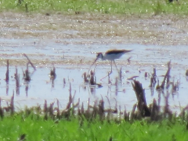 Black-necked Stilt - ML165881791