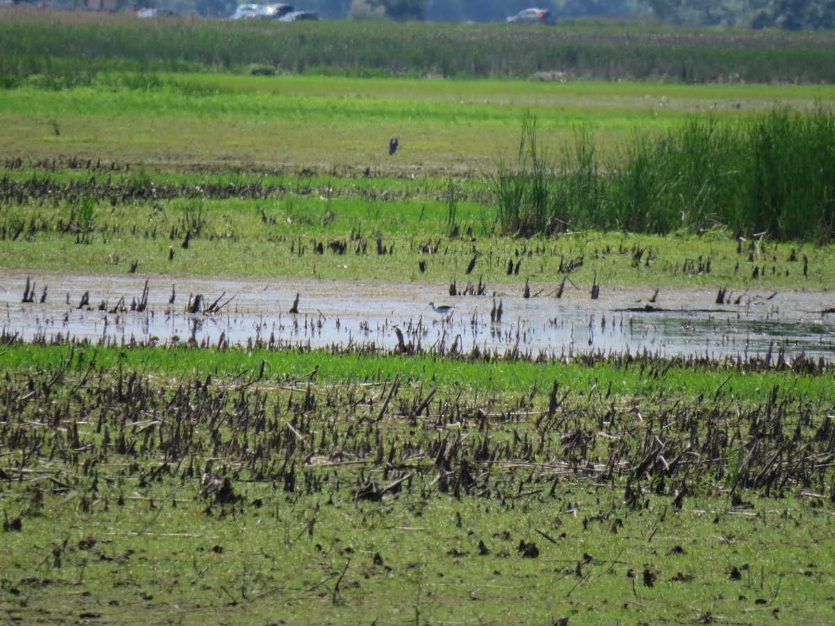 Black-necked Stilt - ML165881861