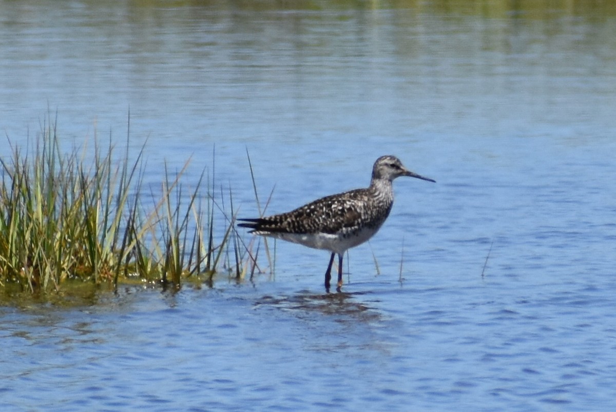 Lesser Yellowlegs - ML165882241