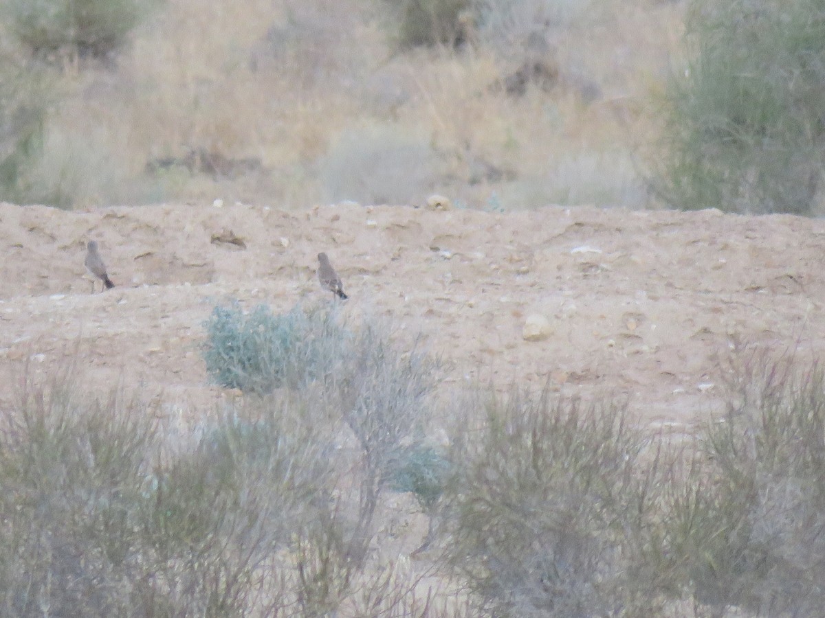 Isabelline Wheatear - ML165882251