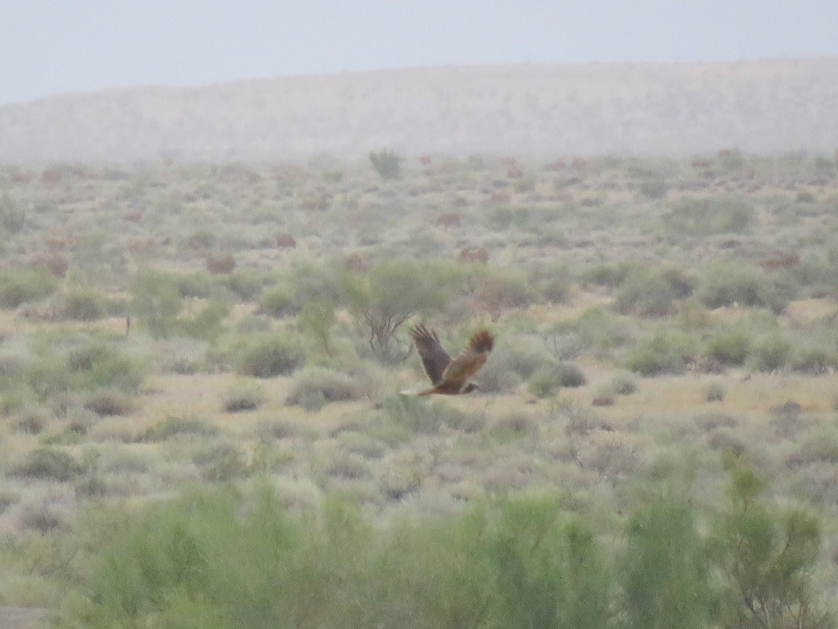 Western Marsh Harrier - ML165882291