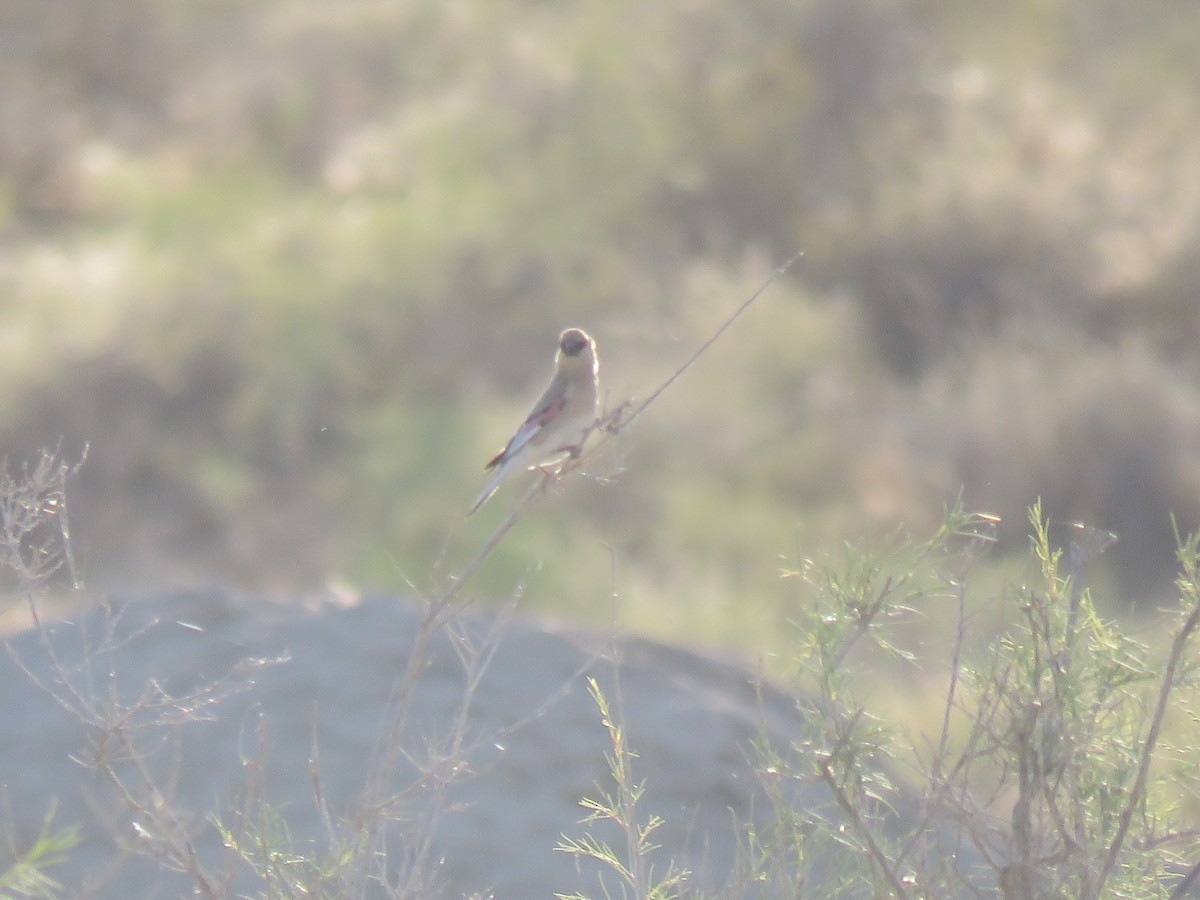 Desert Finch - Thomas Brooks