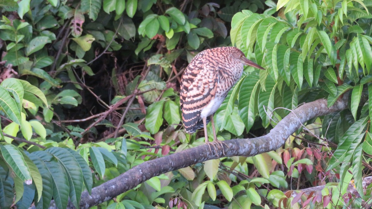 Rufescent Tiger-Heron - ML165887271