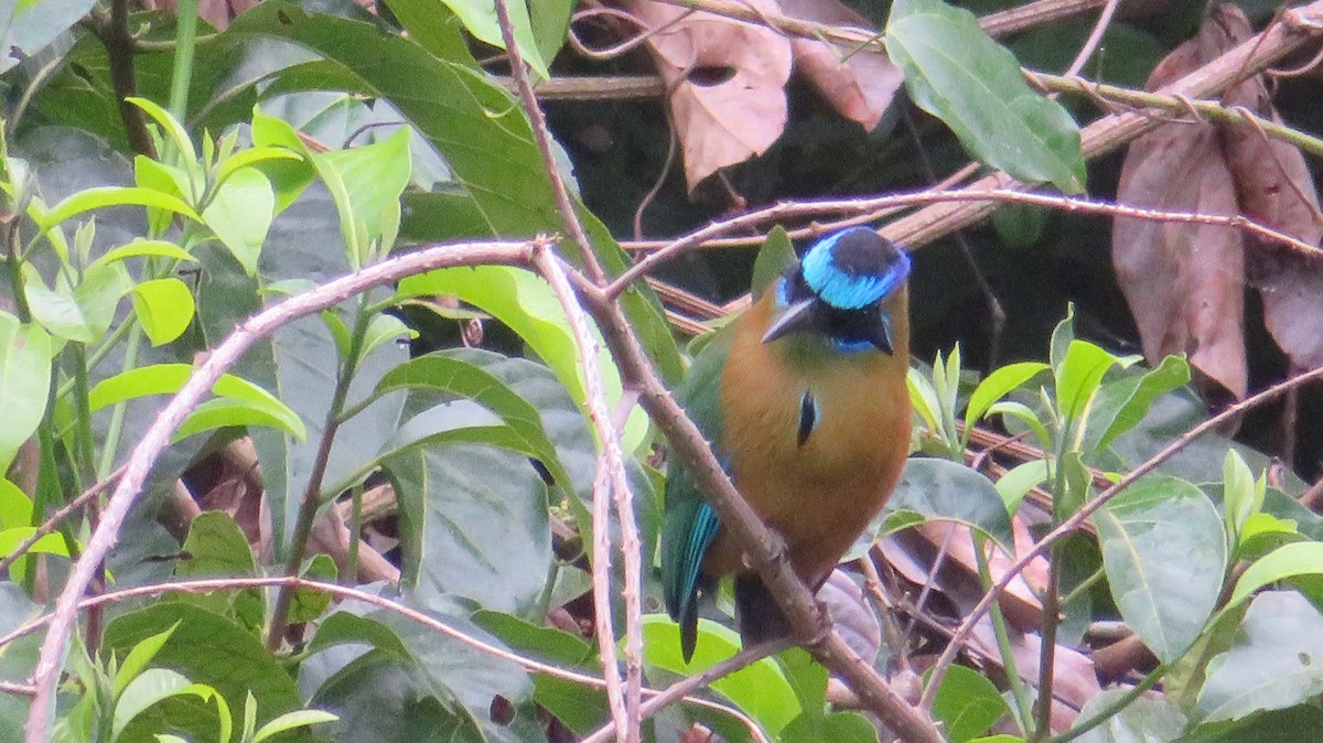 Amazonian Motmot - Nancy Trautmann