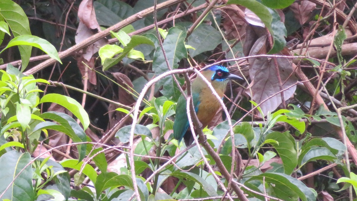 Amazonian Motmot - ML165887421