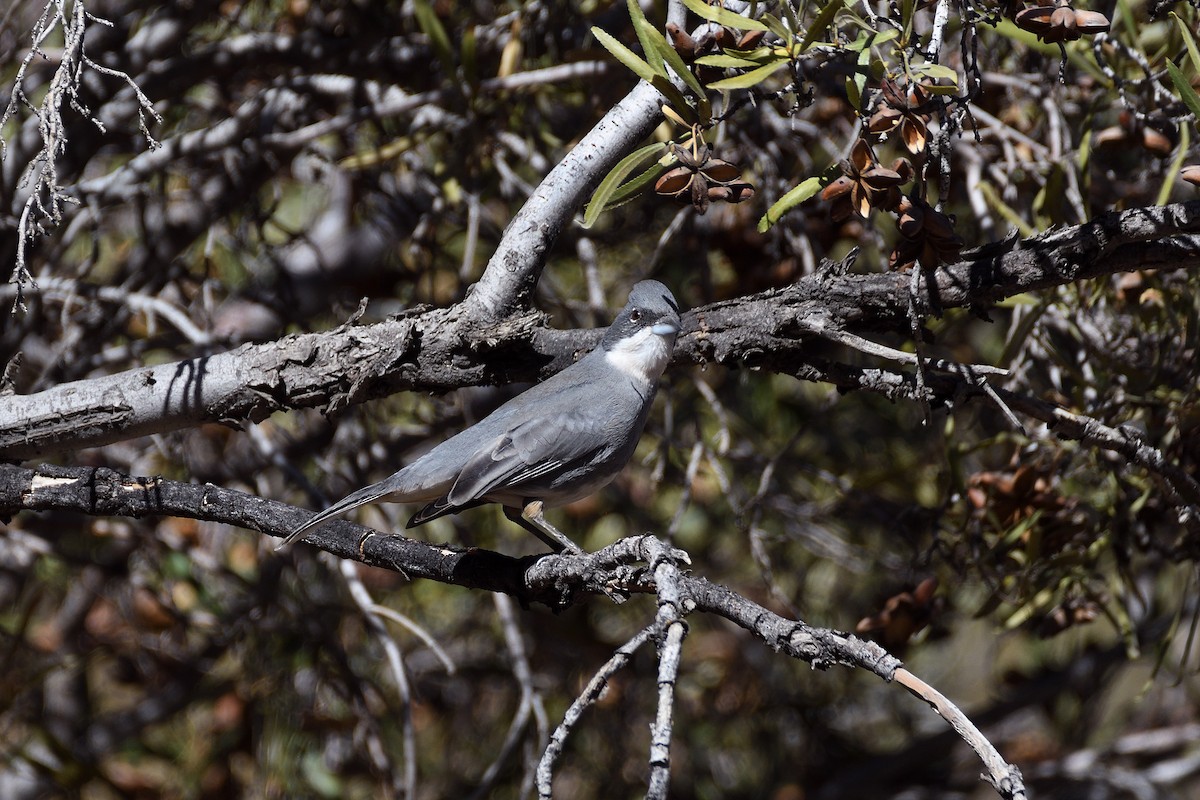 Diuca Finch - terence zahner