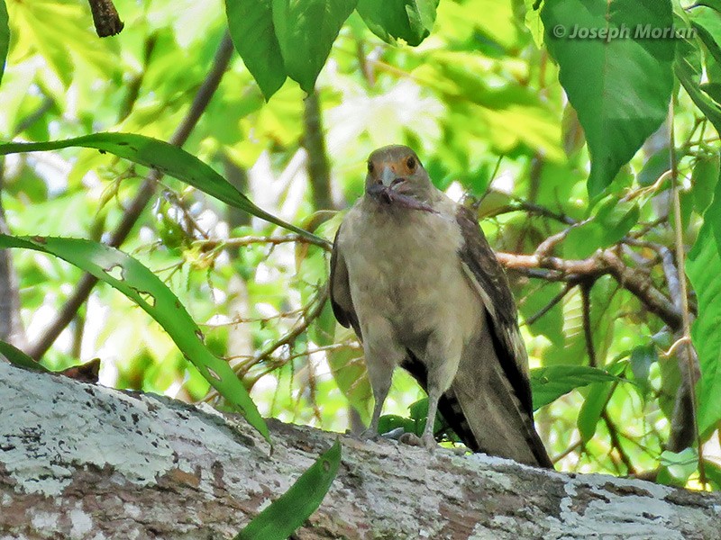 Caracara Chimachima - ML165889351