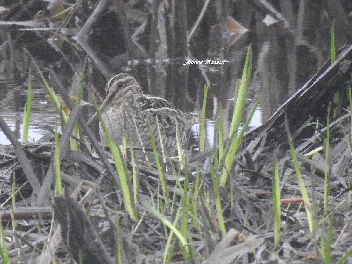 Wilson's Snipe - ML165890761